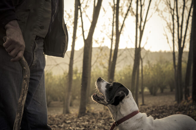 ITS-Truffle-Hunting-Dog-shutterstock_247